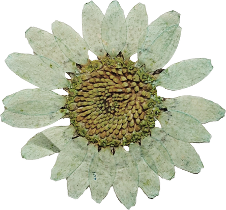 Pressed White Sunflower