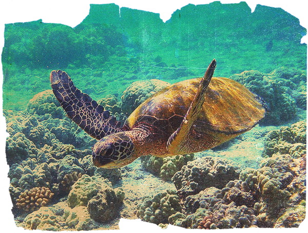 Sea Turtle Cut Out